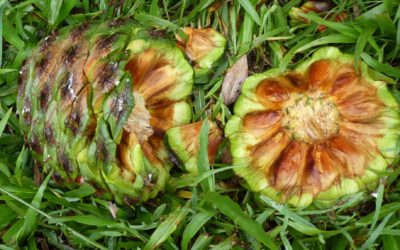 Australia’s very special Bunya Pine