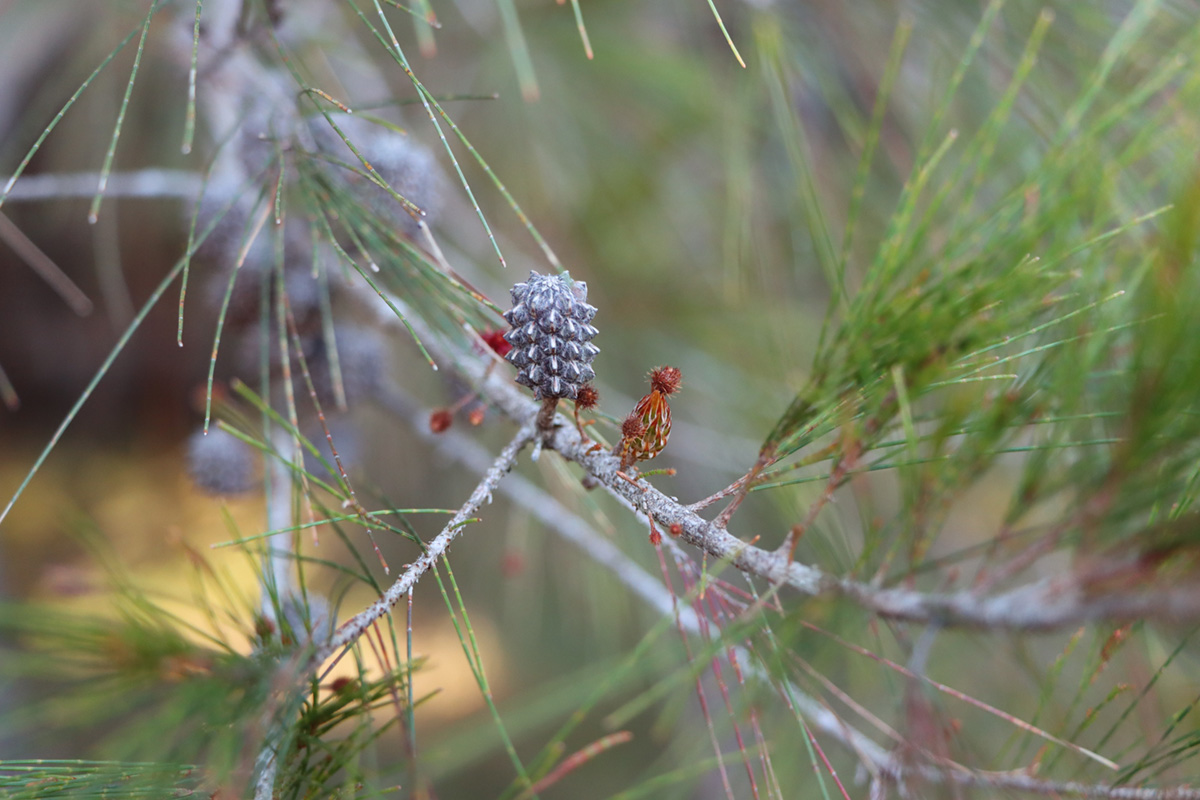 Allocasuarina littoralis seed and flower