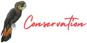 Glossy Black Cockatoo Conservation Sunshine Coast 3