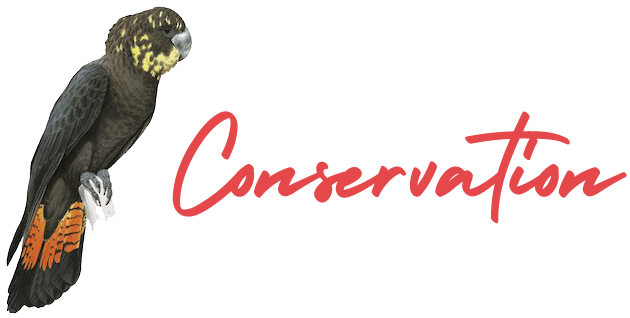 Glossy Black Cockatoo Conservation Sunshine Coast