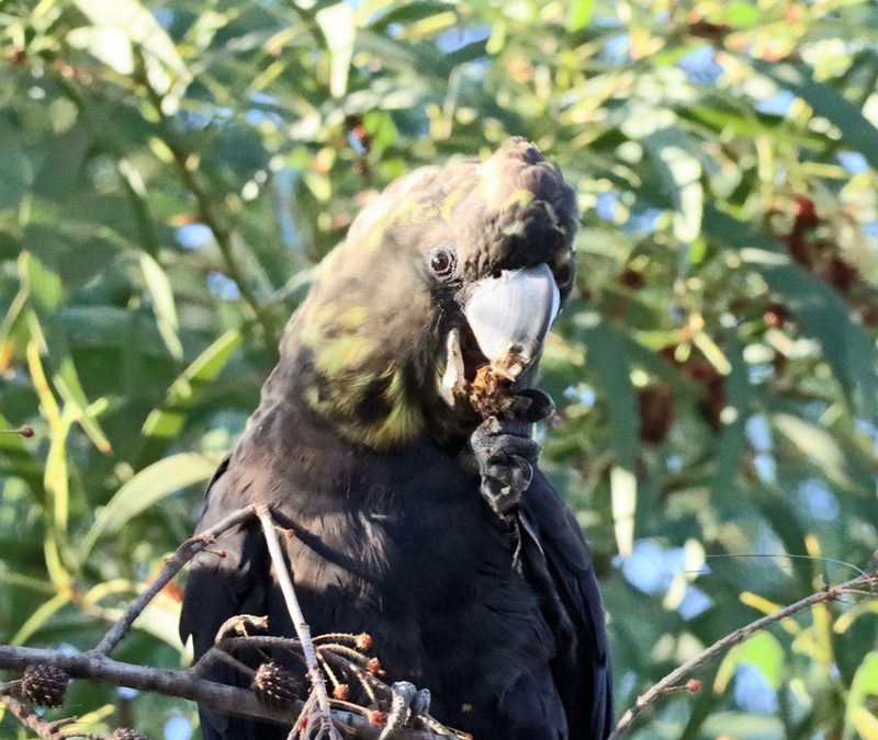 Glossy Black Cockatoo Conservation and Nesting Ecology and Bio Acoustic Monitoring Project