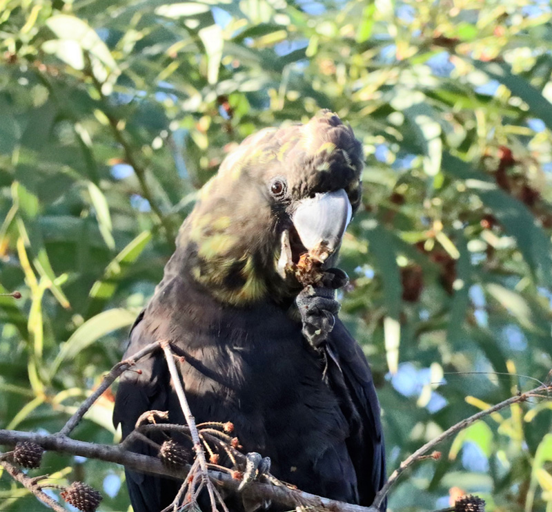 Glossy Black Cockatoo female