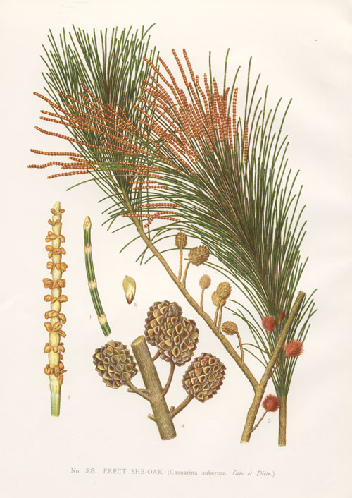 allocasuarina littoralis