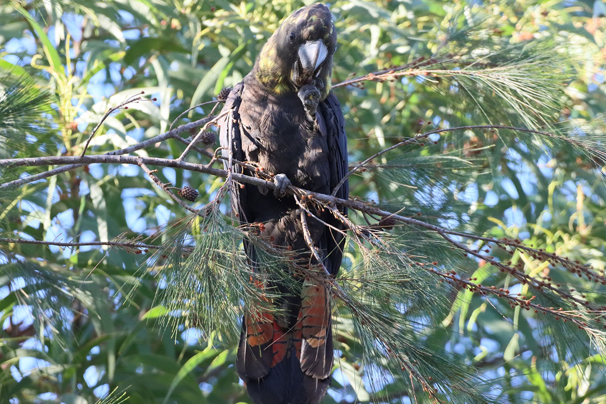 female glossy black cockatoo