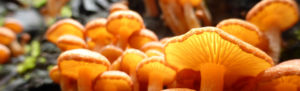 fungi of seq