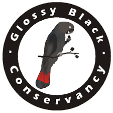 Glossy Black Convancy