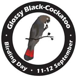 glossy black cockatoo birding day