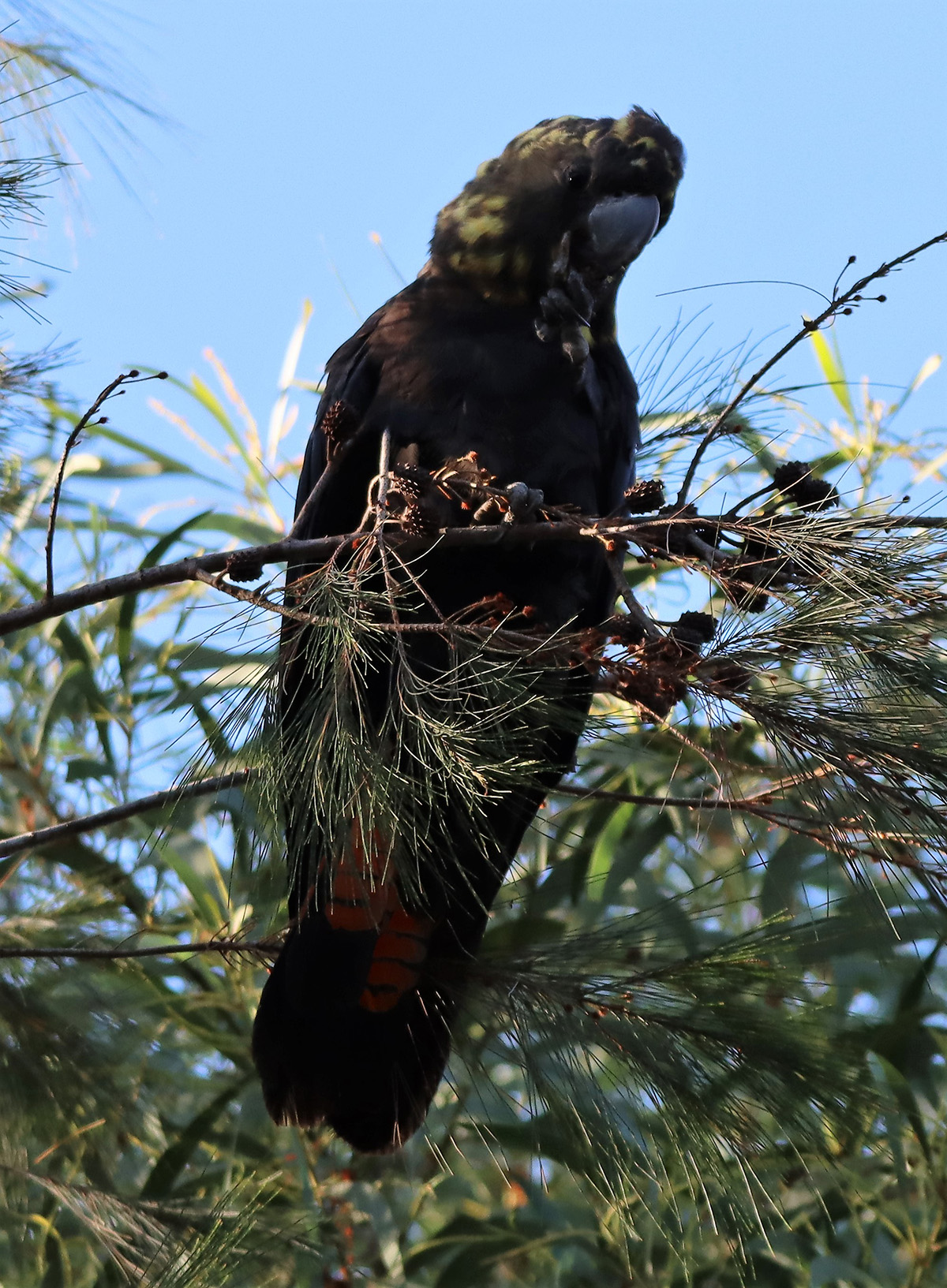 help protect the glossy black cockatoo