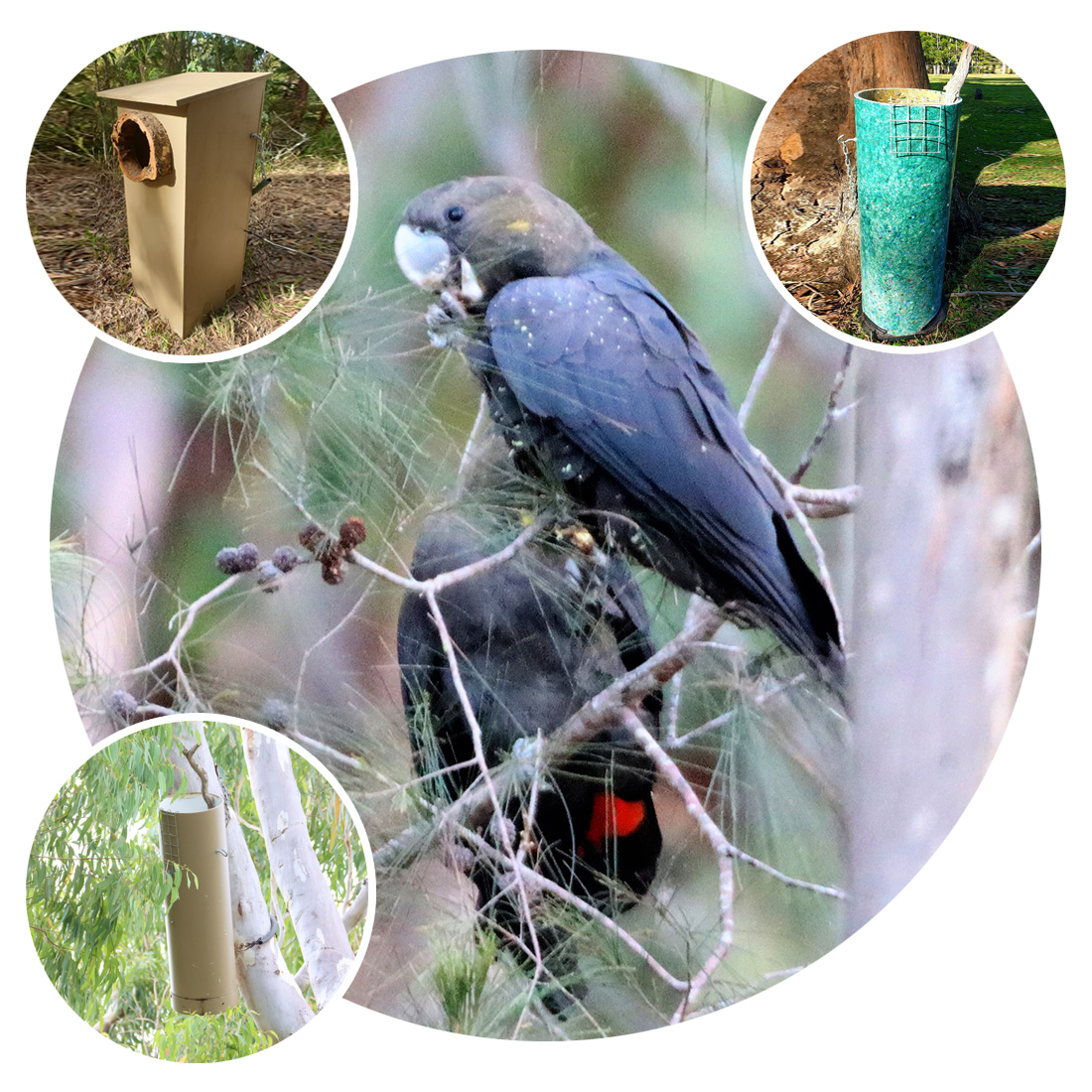 nesting boxes for glossy black cockatoos