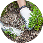 bushland revegetation